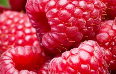 Куплю малину свіжу для заморозки