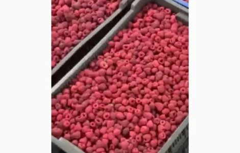 Продам заморожену малину оригінал