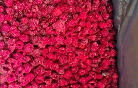 Продам малину 80/20 оптом від 10 тонн - Рівненська область