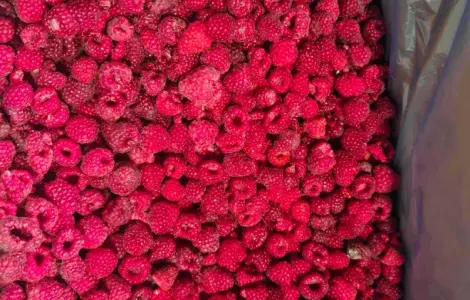 Продам малину 80/20 оптом від 10 тонн - Рівненська область