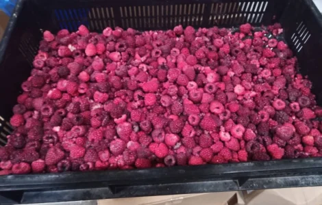 Продам малину замороженную оптом от 10 тонн. 65/35