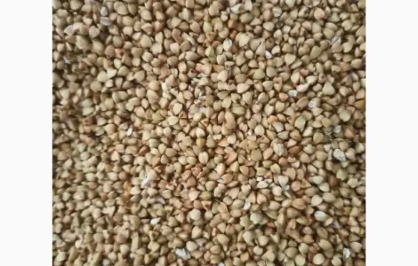 Продам крупу гречаную зеленую