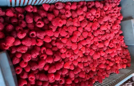 Куплю малину свежую