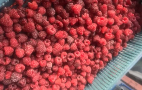 Куплю малину на заморозку