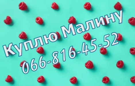 На постійній основі закуповую свіжу малину