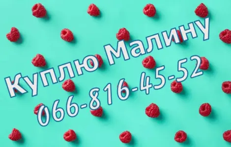На постоянной основе закупаю свежую малину