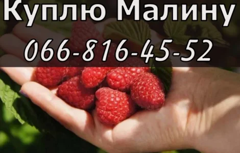 Закуповую малину у будь якому обсязі