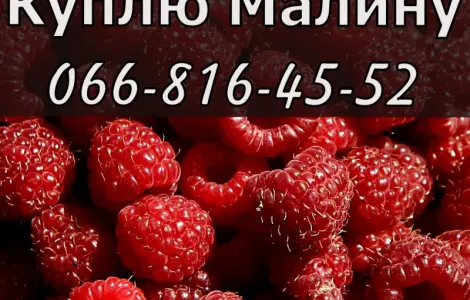 Завод переработчик закупает большими и мелкими оптом малину