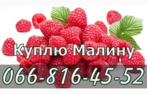 Закупаем свежую малину
