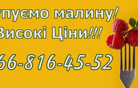 На постійній основі закуповую свіжу малину від населення та заготувачів