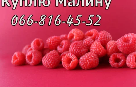 Завод закупает малину в неограниченном количестве!Высокая цена