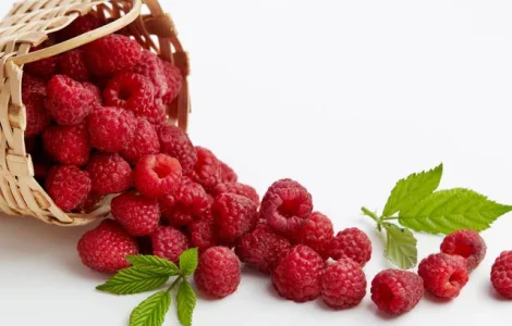 Закупаю малину от населения и заготовителей