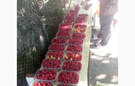 Продается свежая малина - ЭКО-стандарт