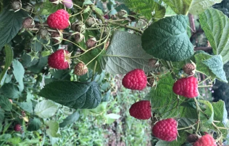 Купляємо малину оптом