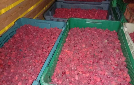 Куплю малину оптом