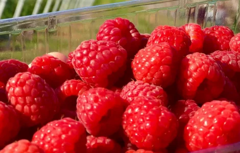 Покупаем малину