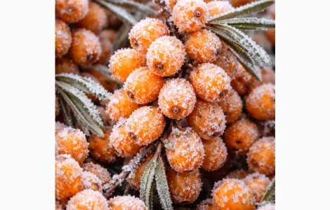 Куплю заморожену обліпиху