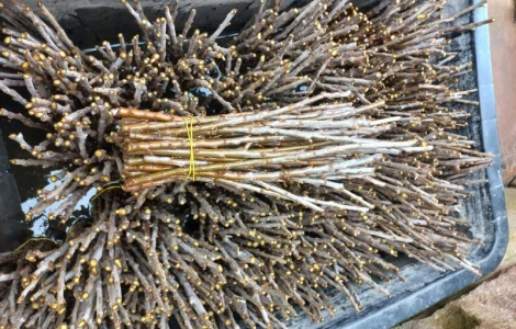 Продам череки обліпихи