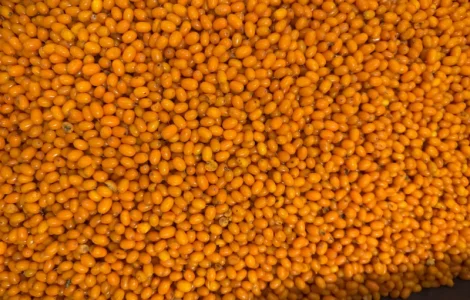 Пропонується заморожена обліпиха оптом