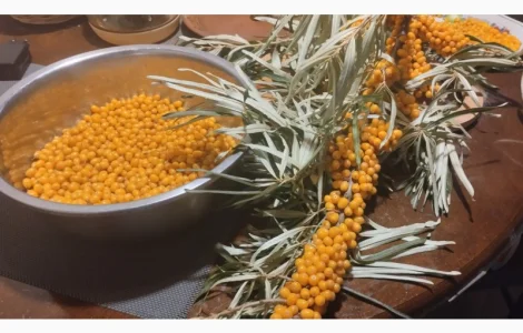 Заморожена обліпиха високої якості