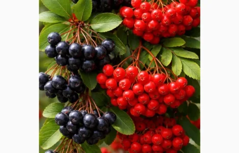 Куплю заморожену горобину чорну і звичайну