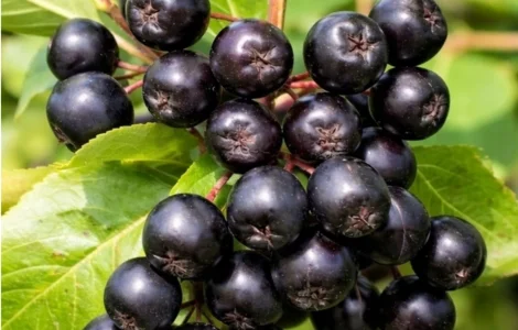 Куплю заморожену горобину чорну і звичайну