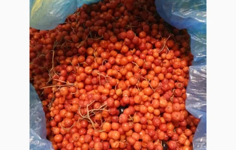 Продам червону горобину заморожену