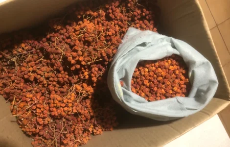 Продам горобину червону