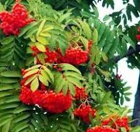 Куплю красную рябину (рябина)