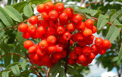 Рябина красная свежая / замороженная