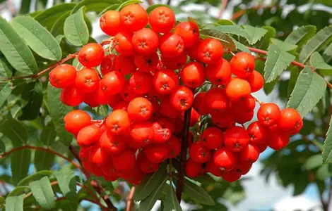 Рябина красная свежая / замороженная