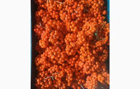 Куплю горобину
