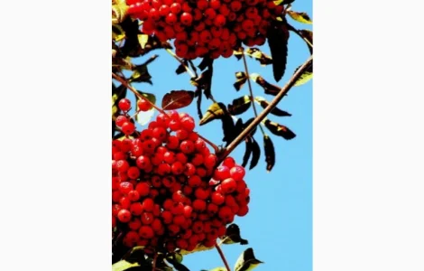 ЗАКУПАЕМ СУХИЕ ягоды красной рябины