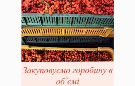 Куплю горобину червону (рябіна/рябина)