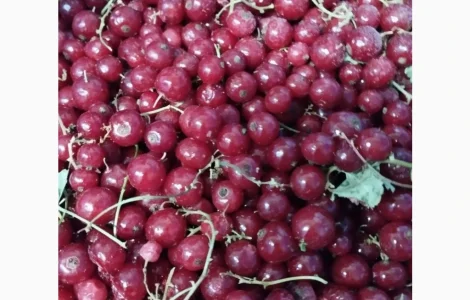 Продам поричку ( червону смородину) заморожену