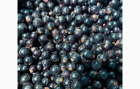 Смородина продам шоковая заморозка