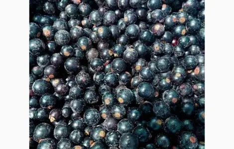 Смородина продам шокова заморозка