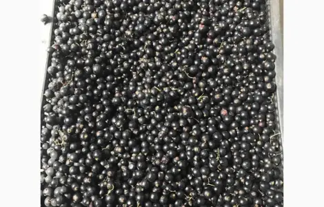 Продам заморожену чорну смородину