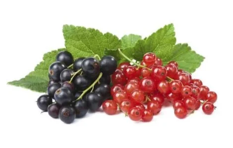 Куплю замороженную красную смородину и поричку