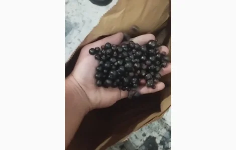 Продається смородина сорту 'Ювілейна Копаня'