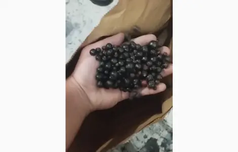 Продам смородину