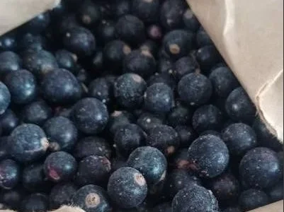 Продаж замороженої смородини оптом