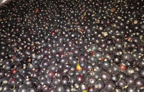 Заморожена смородина - упаковка 25 кг