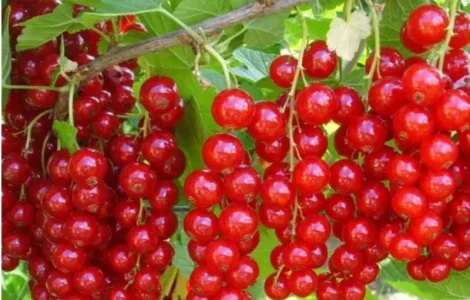 Купую свіжу порічку для заморожування