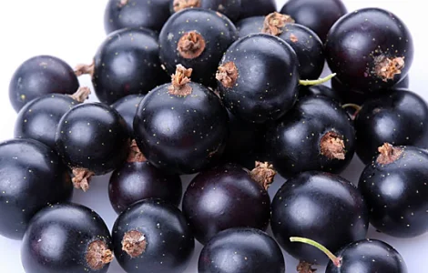 Купуємо чорну смородину оптом