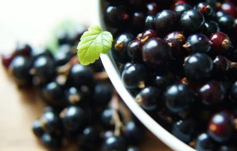 Купую смородину оптом від населення