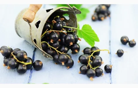 Закупівля смородини оптом