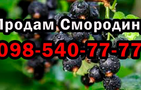 Пропонується ягода смородини 2025 року врожаю