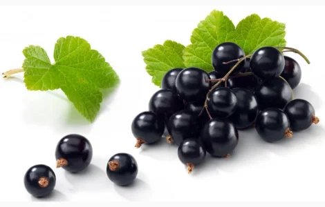 Купуємо смородину за високими цінами від населення