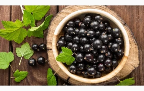 Купую смородину від населення та заготувачів